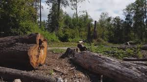 Best Root Management and Removal  in Moose Lake, MN